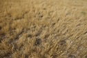 #5: The confluence point lies on a grassy ridgetop, within a large cattle farm