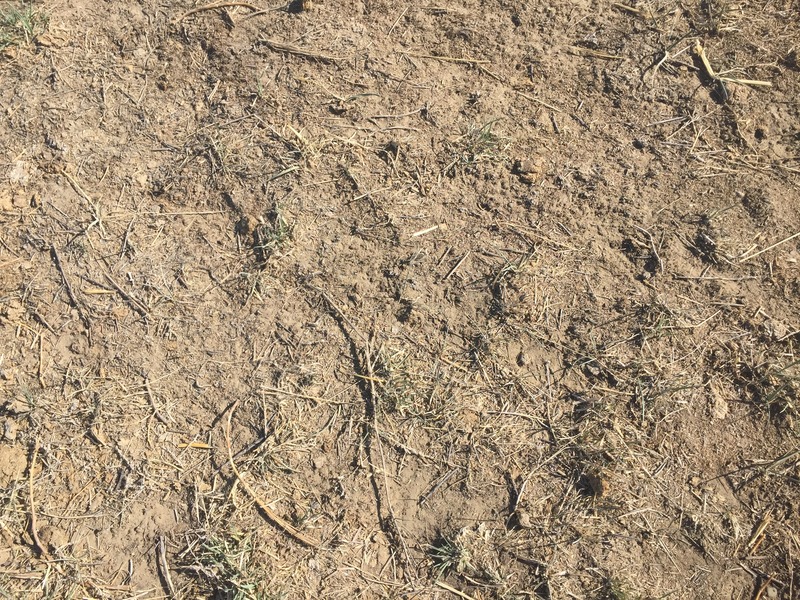 Ground cover at the confluence site. 