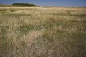 #5: The confluence point lies on a patch of farmland, surrounded on three sides by a creek.  (This is also a view to the East.)