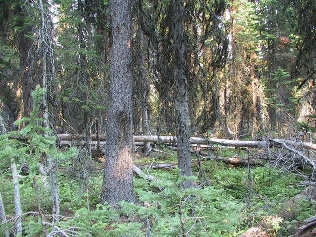 Confluence point, looking to the north