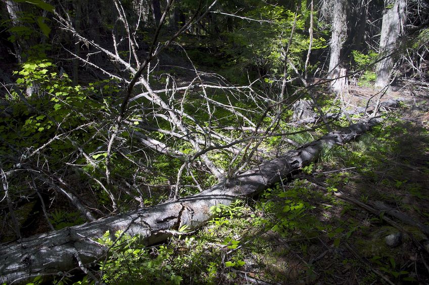 The confluence point lies in thick forest