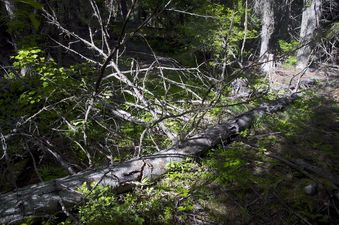 #1: The confluence point lies in thick forest