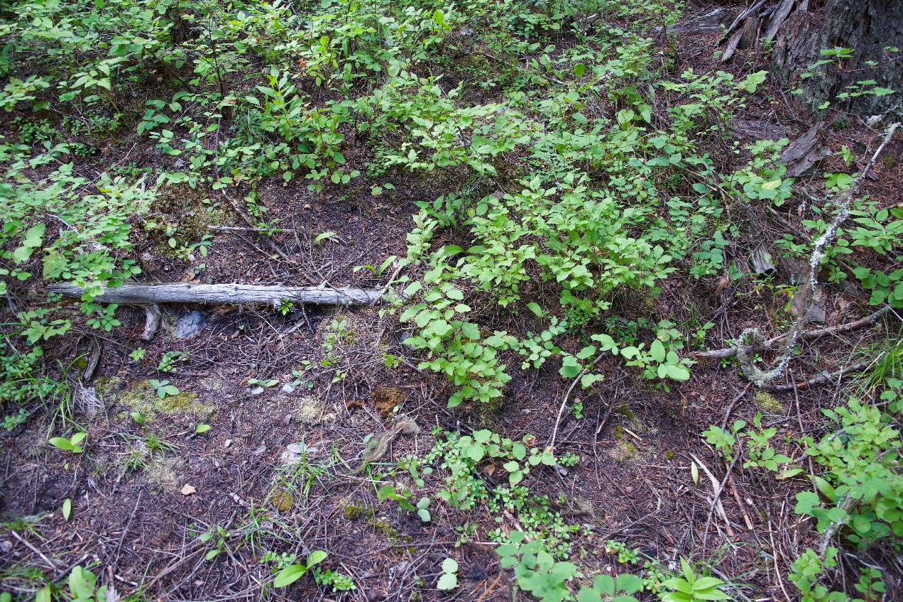 Ground cover at the confluence point