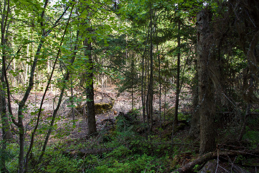 #1: The confluence point lies in a patch of forest, just 50 feet from a logging road.  (This is also a view to the South, towards the road.)