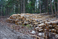 #12: Cut logs stacked beside the road, near the point