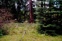 #2: Looking west.  Notice the woodpecker holes in the dead tree.