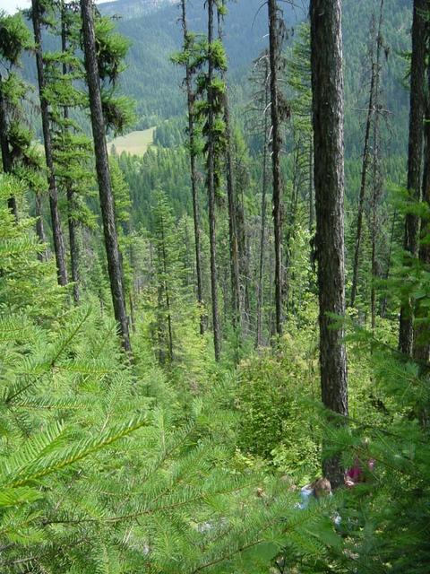 Looking NE from the confluence point.