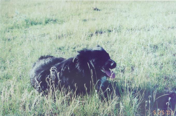 Bear, Sherpa extraordinnaire