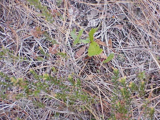 Ground cover at the confluence.