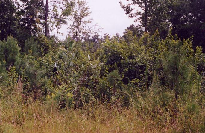 Looking South from the confluence point