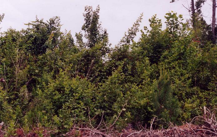 Looking East from the confluence point