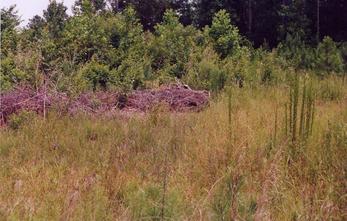 #1: A pile of sticks and debris right on the confluence point!