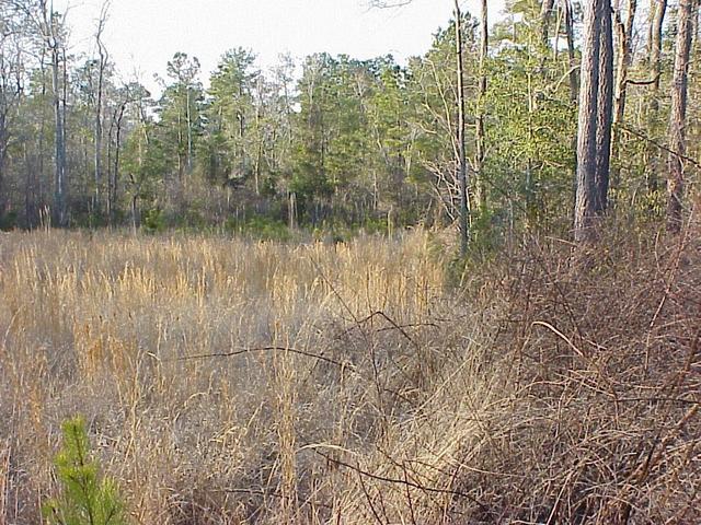 View to the north from the confluence.