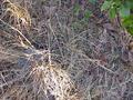 #3: Ground cover at the confluence site.