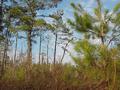 #5: View to the east from the confluence showing the trees.