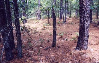 #1: The confluence point is very close to this tall stump