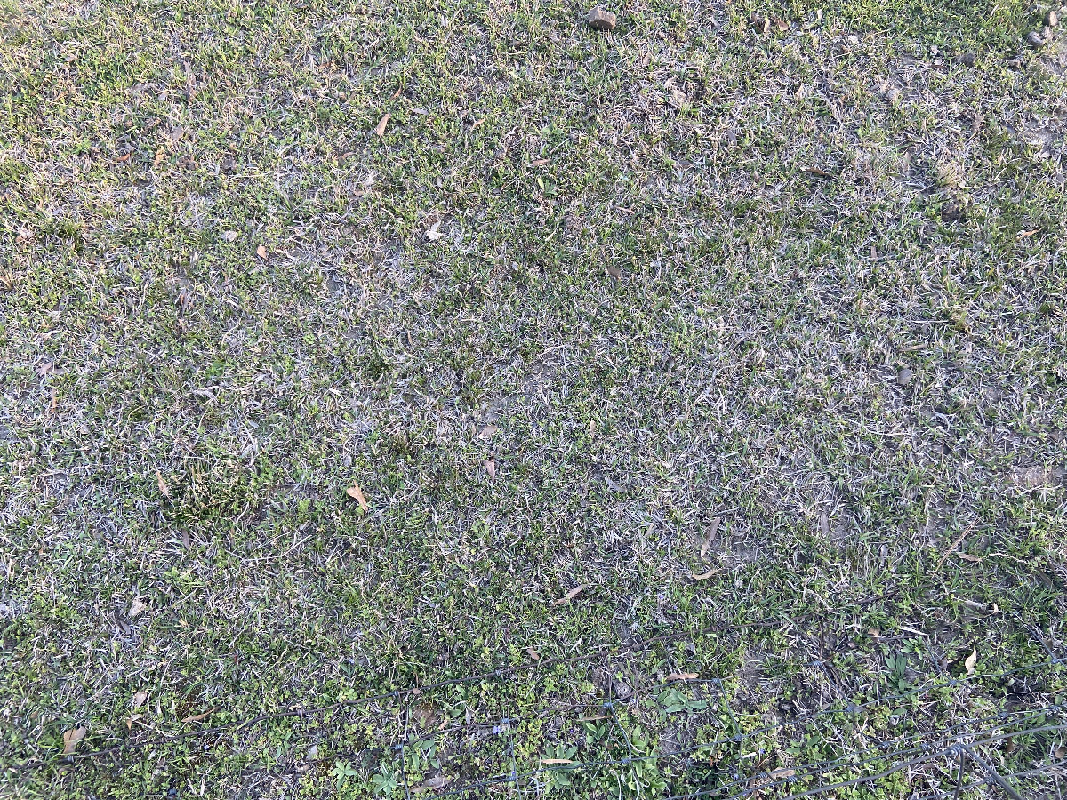 Ground cover at the confluence point. 