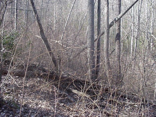 Looking north from the confluence