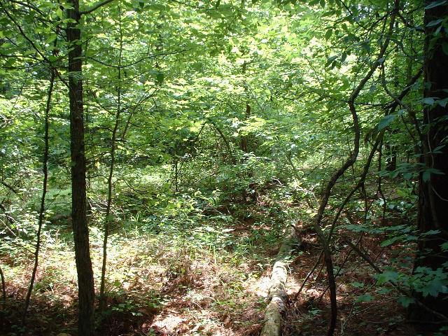 This is the view south right at the confluence, into the woods.