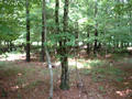 #3: Looking north at the confluence, back towards the corn field.