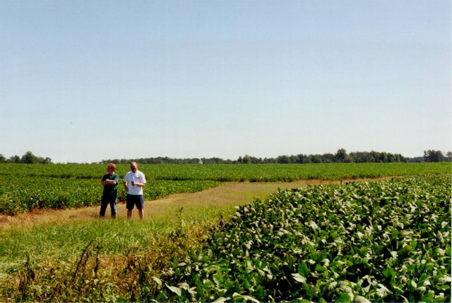 Another shot of the very big field