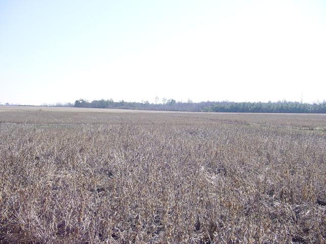 Looking South from the confluence point