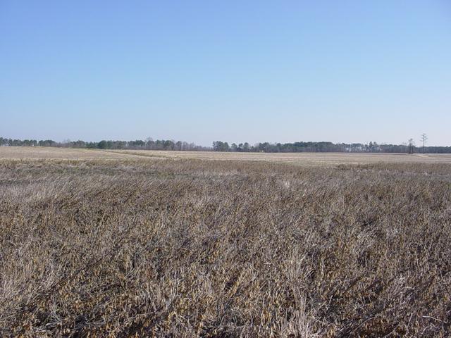 Looking East from the confluence point