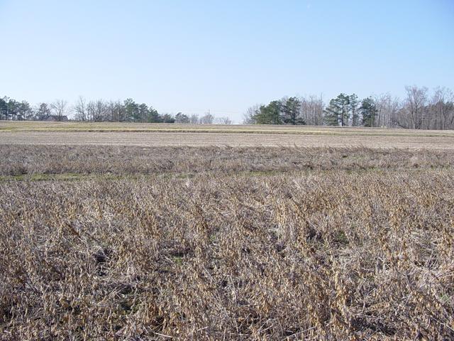 Looking West from the confluence point