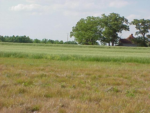 View to the north from the confluence.