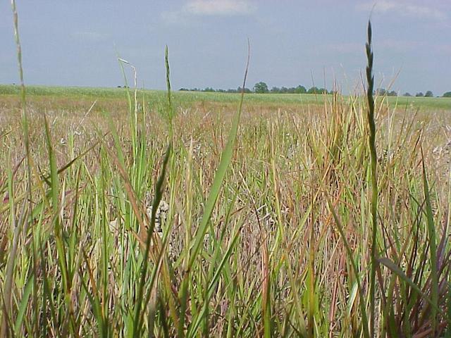 View to the east from the confluence.