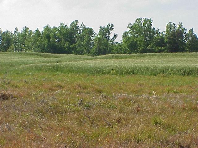 View to the south from the confluence.