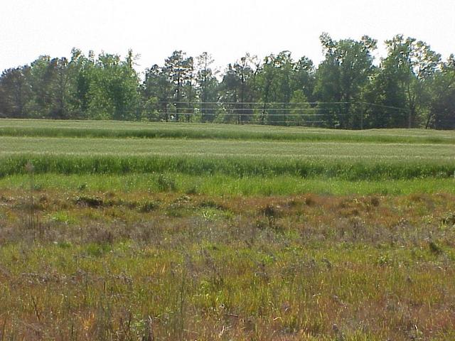 View to the west from the confluence.