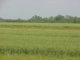 #1: View of the confluence site, looking southeast.