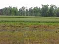 #8: View to the west from the confluence.