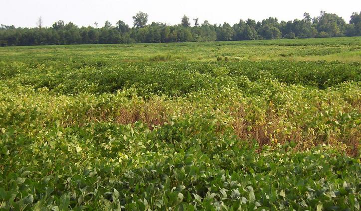 The confluence is in the light colored soybeans in this view to the south.