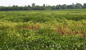 #1: The confluence is in the light colored soybeans in this view to the south.