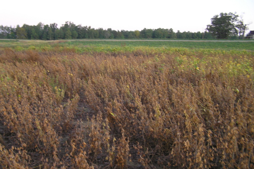 View to the north from the confluence.