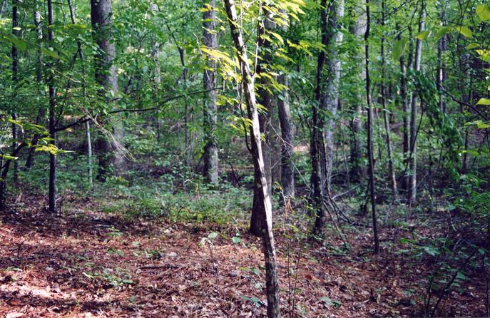 Looking South from the confluence point