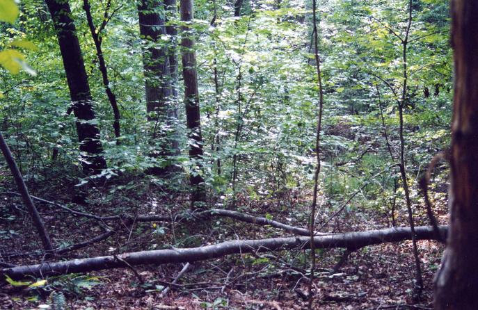 Looking West from the confluence point