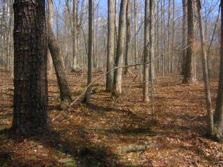 #1: Looking east. The confluence is close to the branch in the foreground.