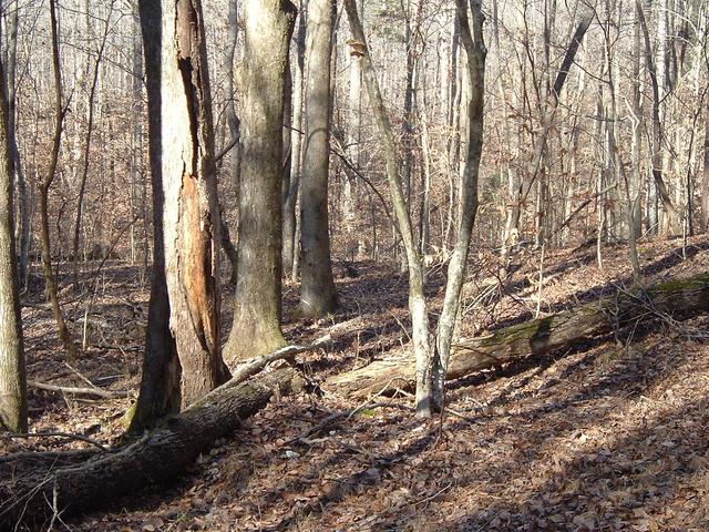 From the Logging Road