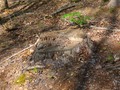 #6: Tree stump near the confluence.