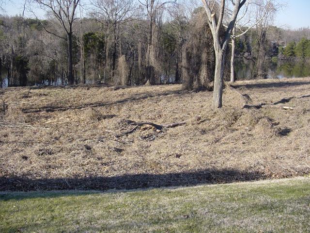 Confluence point next to fallen branch