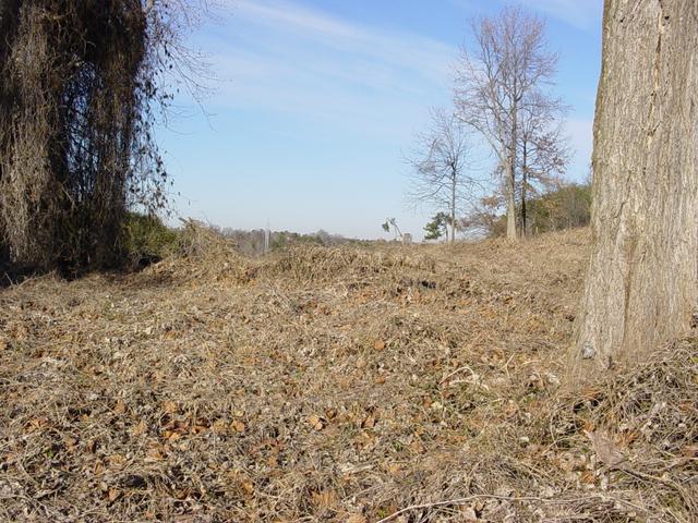 Looking North from confluence point