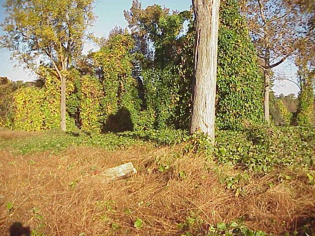 Confluence site, looking northwest.