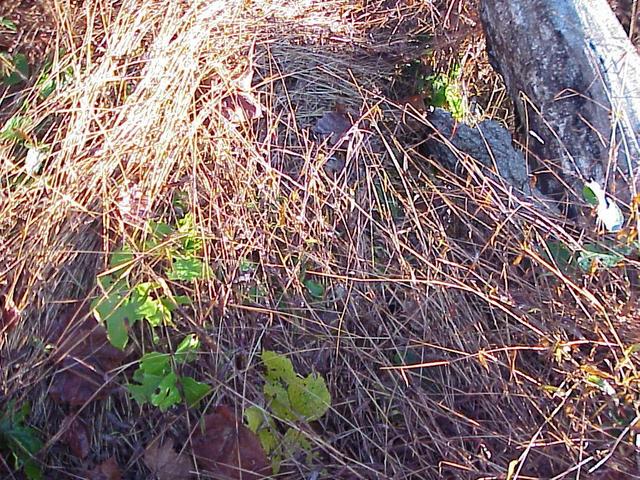 Viney ground cover at confluence site.