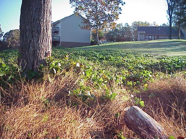 View to the northeast from the confluence.