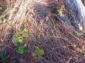 #4: Viney ground cover at confluence site.