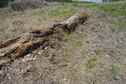 #5: The confluence point lies near this dead log.  This is in common parkland at the edge of a condo complex, next to a lake