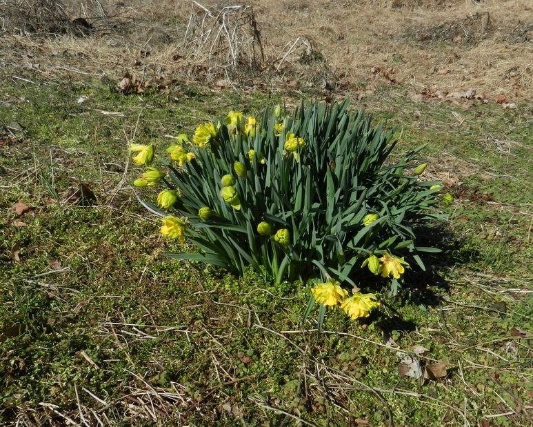 Nearby groundcover shows a hint of Spring